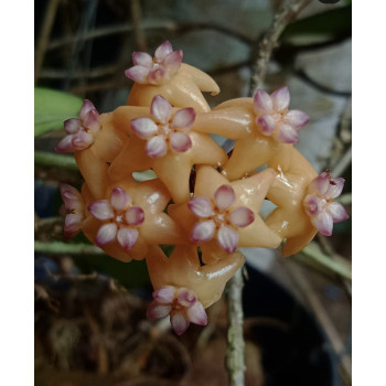 Hoya sp. Rindu Rafflesia - ukorzeniona sklep z kwiatami hoya
