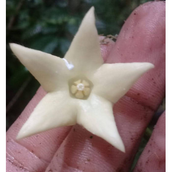 Oreosparte sabahensis ( Hoya sp. Borneo AR 03 ) - ukorzeniona sklep z kwiatami hoya