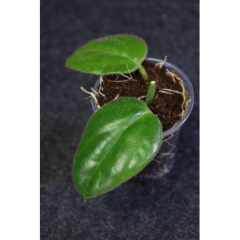 Oreosparte sabahensis ( Hoya sp. Borneo AR 03 ) - ukorzeniona sklep internetowy