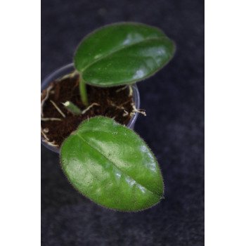 Oreosparte sabahensis ( Hoya sp. Borneo AR 03 ) - ukorzeniona sklep z kwiatami hoya