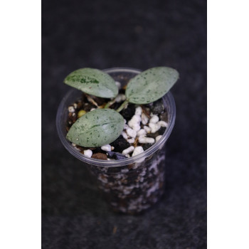 Hoya lacunosa SULCATA - ukorzeniona sklep z kwiatami hoya