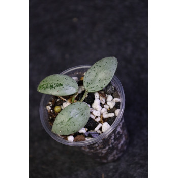 Hoya lacunosa SULCATA - ukorzeniona sklep z kwiatami hoya