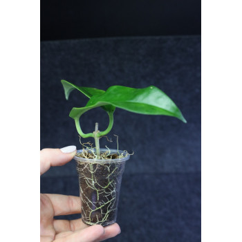 Hoya lucida - ukorzeniona sklep z kwiatami hoya