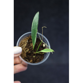 Hoya tsangii outer variegated - ukorzeniona sklep internetowy