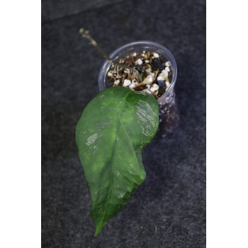 Hoya fauziana ssp. angulata - rooted store with hoya flowers
