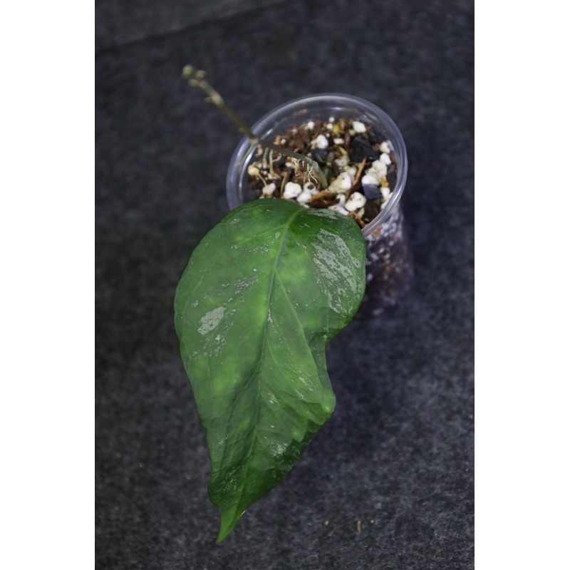 Hoya fauziana ssp. angulata - rooted store with hoya flowers