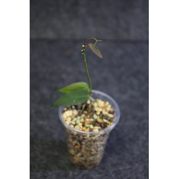 Hoya carrii NS13-064 - ukorzeniona sklep z kwiatami hoya