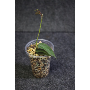 Hoya carrii NS13-064 - ukorzeniona sklep z kwiatami hoya