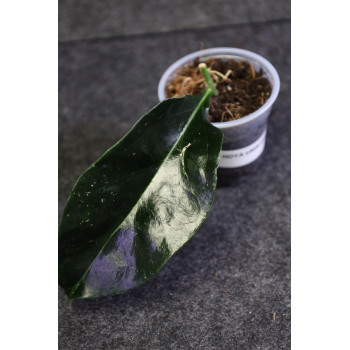 Hoya unirana - ukorzeniona sklep z kwiatami hoya