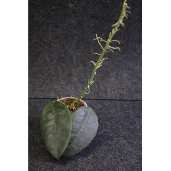 Hoya hamiltoniorum - ukorzeniona sklep z kwiatami hoya