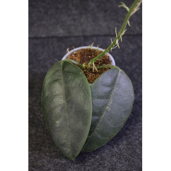 Hoya hamiltoniorum - ukorzeniona sklep internetowy