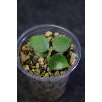 Hoya aeschynanthoides sklep z kwiatami hoya