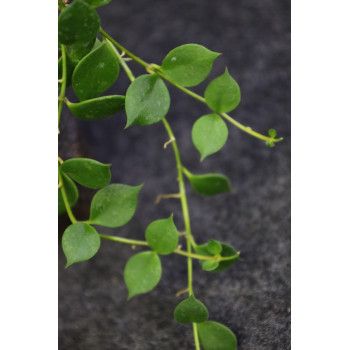 Hoya curtisii ssp. collariata - NEW !!! internet store