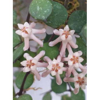 Hoya curtisii ssp. collariata - NEW !!! store with hoya flowers
