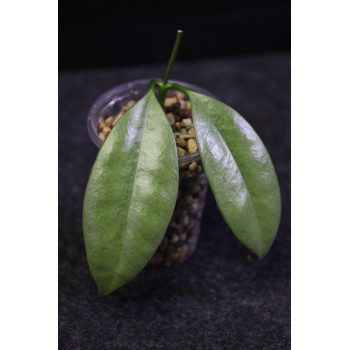 Hoya griffithii SILVER ( GHOST ) - rooted internet store