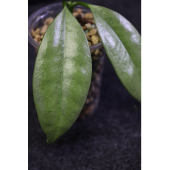 Hoya griffithii SILVER ( GHOST ) - ukorzeniona sklep z kwiatami hoya