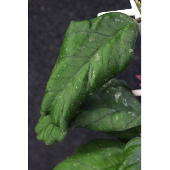 Hoya cv. Maria ( x meredithii ) sklep z kwiatami hoya