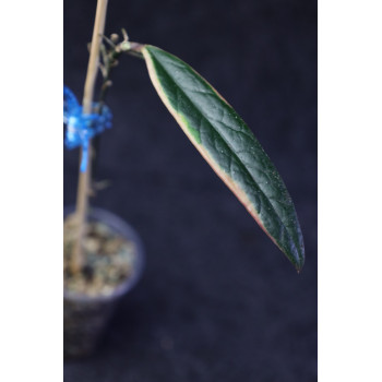 Hoya sulawesiana albomarginata - rooted store with hoya flowers