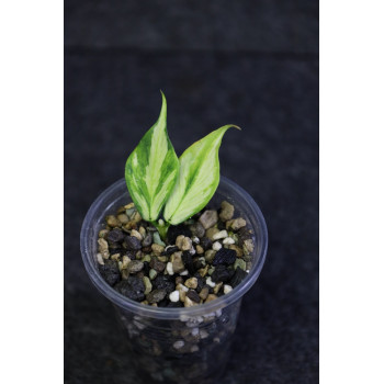 Hoya polyneura inner variegated - ukorzeniona sklep z kwiatami hoya