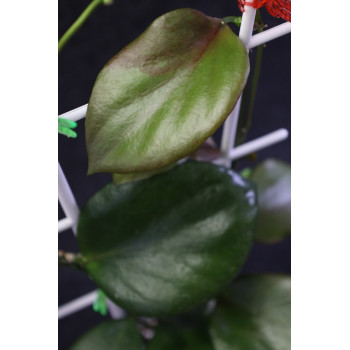 Hoya anulata of Papua sklep z kwiatami hoya