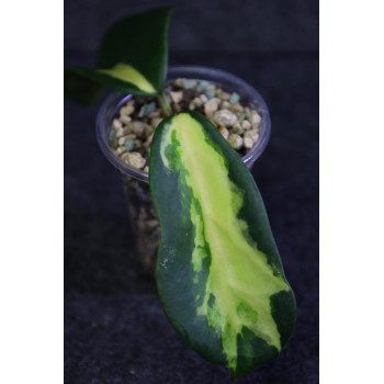 Hoya diversifolia 'MAHARANI' sklep internetowy
