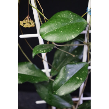 Hoya erythrina sp. Java ( splash leaves ) sklep z kwiatami hoya