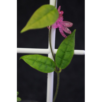Papuahoya urniflora - NOWOŚĆ! sklep z kwiatami hoya