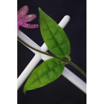 Papuahoya urniflora - NOWOŚĆ! sklep z kwiatami hoya