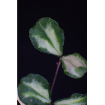 Hoya kanyakumariana variegata sklep z kwiatami hoya