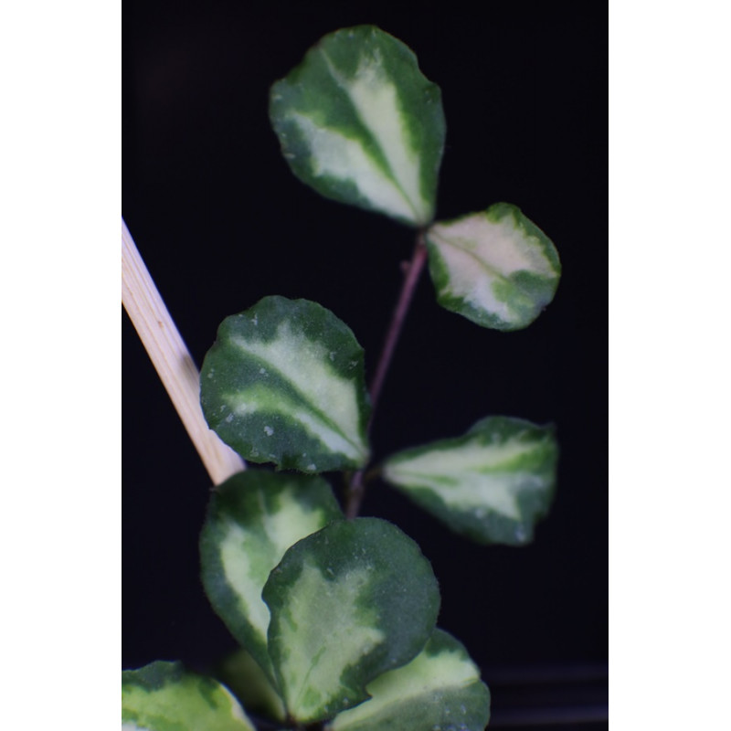 Hoya kanyakumariana variegata sklep z kwiatami hoya