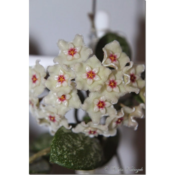 Hoya 'Mathilde' splash leaves store with hoya flowers