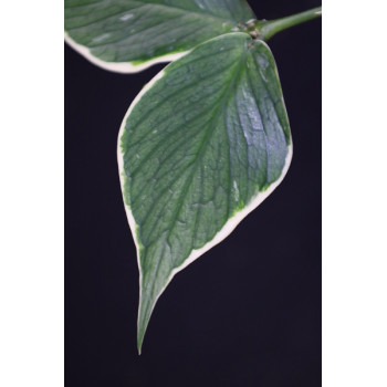 Hoya polyneura albomarginata sklep z kwiatami hoya