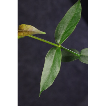 Hoya acuminata sklep z kwiatami hoya