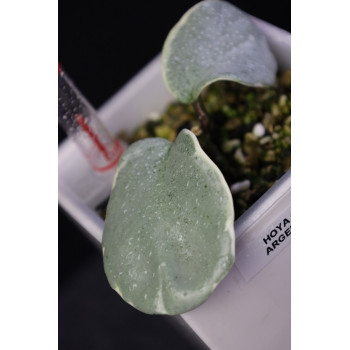 Hoya carnosa Argentea Picta - ukorzeniona, rosnąca sklep internetowy