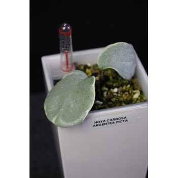 Hoya carnosa Argentea Picta - ukorzeniona, rosnąca sklep z kwiatami hoya