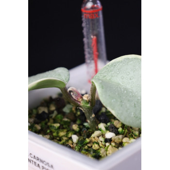 Hoya carnosa Argentea Picta - ukorzeniona, rosnąca sklep z kwiatami hoya