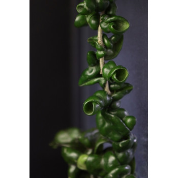 Hoya compacta ssp. deep green sklep z kwiatami hoya