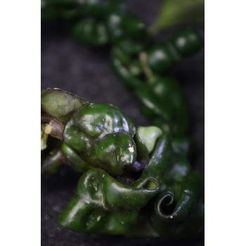 Hoya compacta ssp. deep green store with hoya flowers