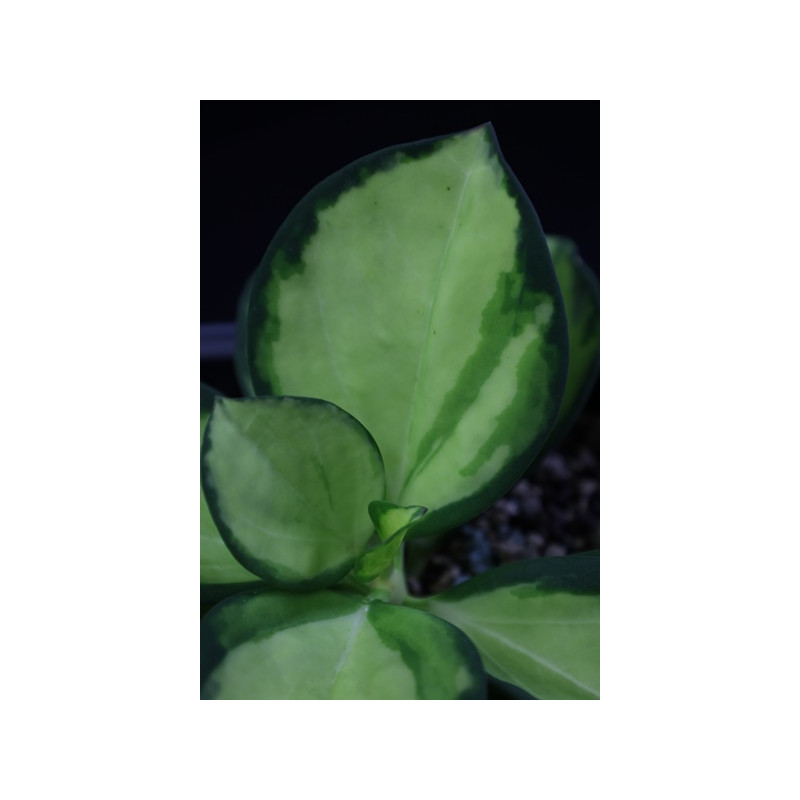 Hoya subquintuplinervis inner variegated sklep z kwiatami hoya