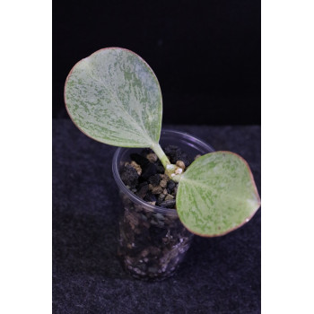 Hoya subquintuplinervis SILVER SPLASH - ukorzeniona sklep z kwiatami hoya