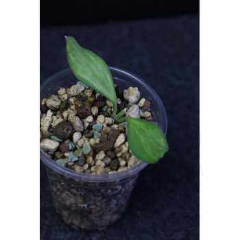 Hoya 'Mali' ( nummularioides yellow variegata ) sklep z kwiatami hoya
