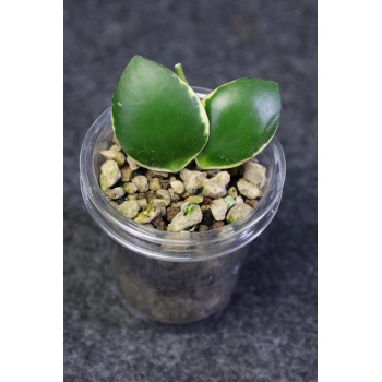 Hoya 'Palta' ( incurvula albomarginata ) - ukorzeniona sklep z kwiatami hoya