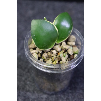 Hoya 'Palta' ( incurvula albomarginata ) - ukorzeniona sklep z kwiatami hoya