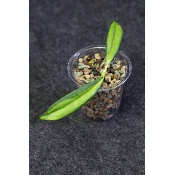 Hoya yingjiangensis inner variagated sklep z kwiatami hoya
