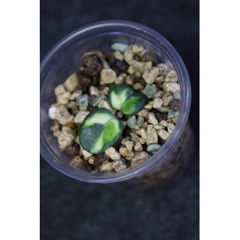 Hoya 'Mathilde' variegata - ukorzeniona sklep internetowy