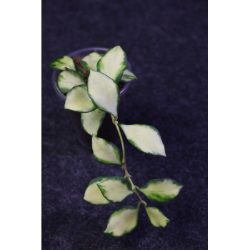 Hoya heuschkeliana variegata - ukorzeniona sklep internetowy