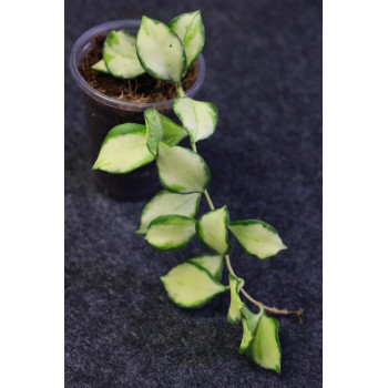 Hoya heuschkeliana variegata - ukorzeniona sklep z kwiatami hoya