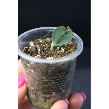 Hoya corymbosa - real photos sklep z kwiatami hoya