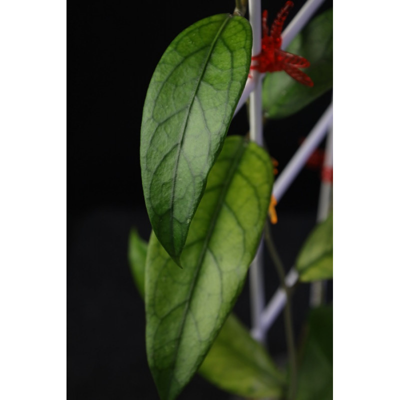 Hoya sp. Padang ( West Sumatra ) store with hoya flowers