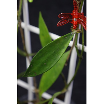 Hoya sp. Java no 02 store with hoya flowers